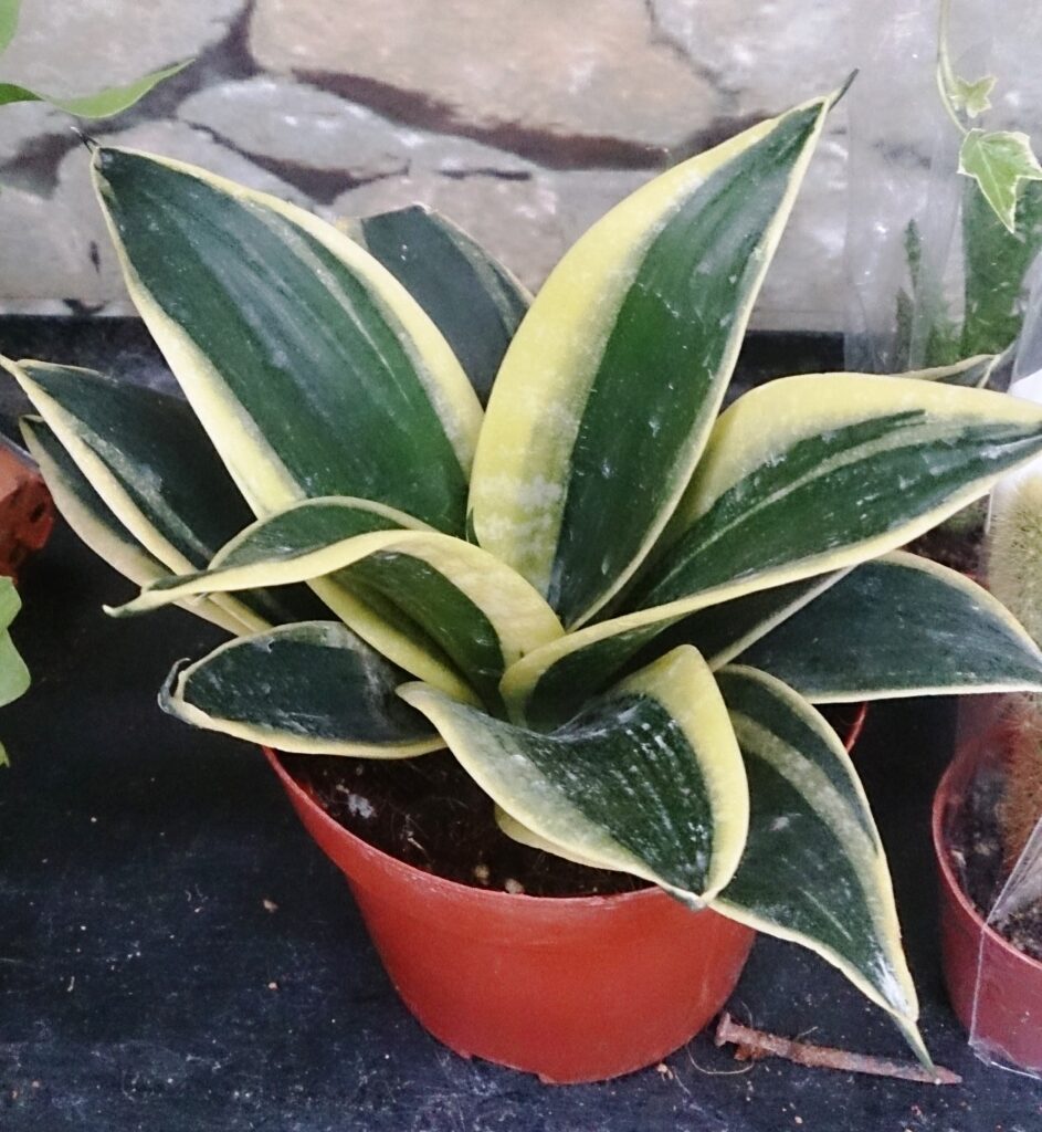 Snake plant in a modern pot, with tall green leaves and yellow edges, placed in a well-lit indoor setting. Great for apartment