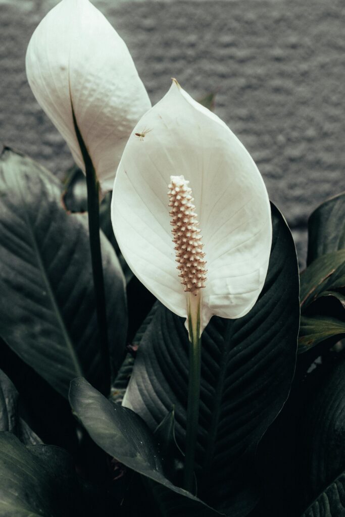 Peace lily, a perfect indoor plant for apartments, in a decorative pot with lush green foliage and an elegant white bloom, enhancing a cozy living space.