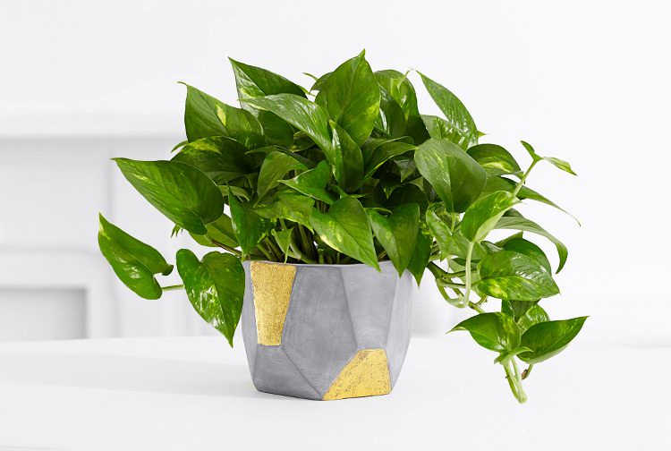 Pothos plant in a stylish geometric pot with gold accents, featuring vibrant green trailing leaves, placed on a white surface in a bright indoor setting
