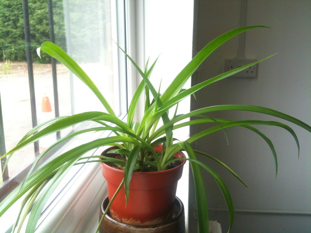 Spider plant in a simple terracotta pot, with long arching green leaves, placed on a windowsill with natural light streaming in