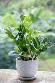 ZZ plant in a decorative white pot, with glossy green leaves, placed on a ledge with a lush green outdoor background