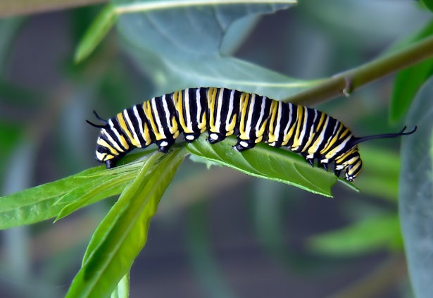 This image shows a brightly colored Monarch caterpillar crawling along a green leaf. The caterpillar has a striking pattern of black, white, and yellow stripes running along its entire body. Its body is long and segmented, with two pairs of black filaments — one pair on the head and another near the rear. The background features more green leaves in soft focus, indicating it is in a natural, outdoor environment, possibly on a milkweed plant, which is the Monarch's primary food source during its larval stage.