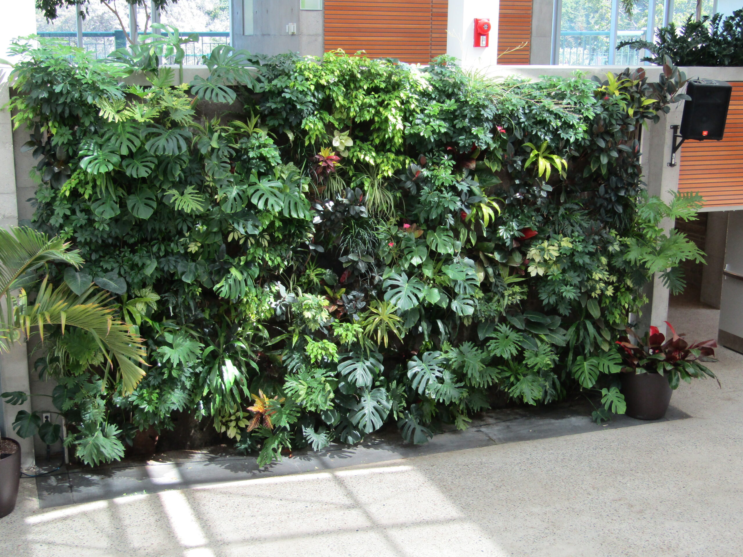 green plants in the vertical garden on the wall