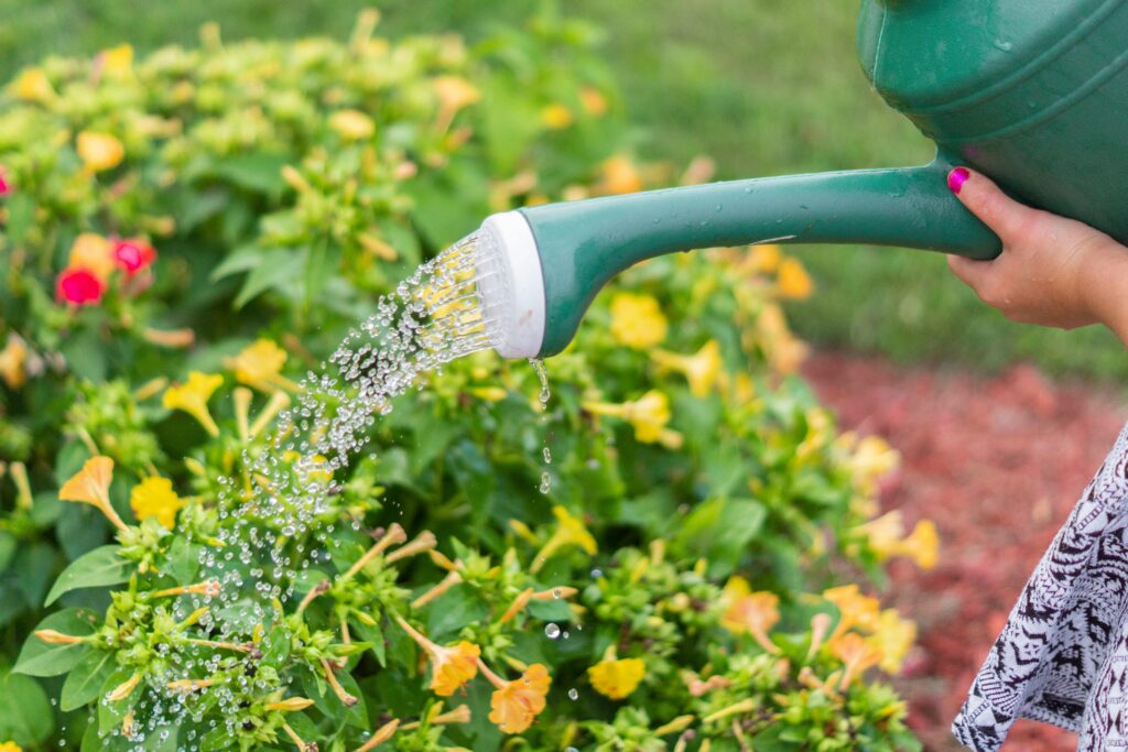 proper watering technique for houseplant: Women's hands watering plants with a green watering can.
