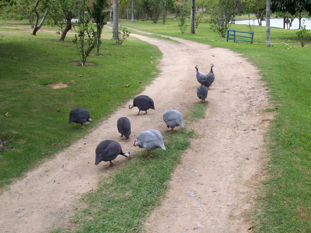 Tick control in yards is represented in this image by guinea fowl foraging along a garden path, as these birds naturally feed on ticks and other insects, helping reduce pest populations in lawns and landscaped outdoor areas.