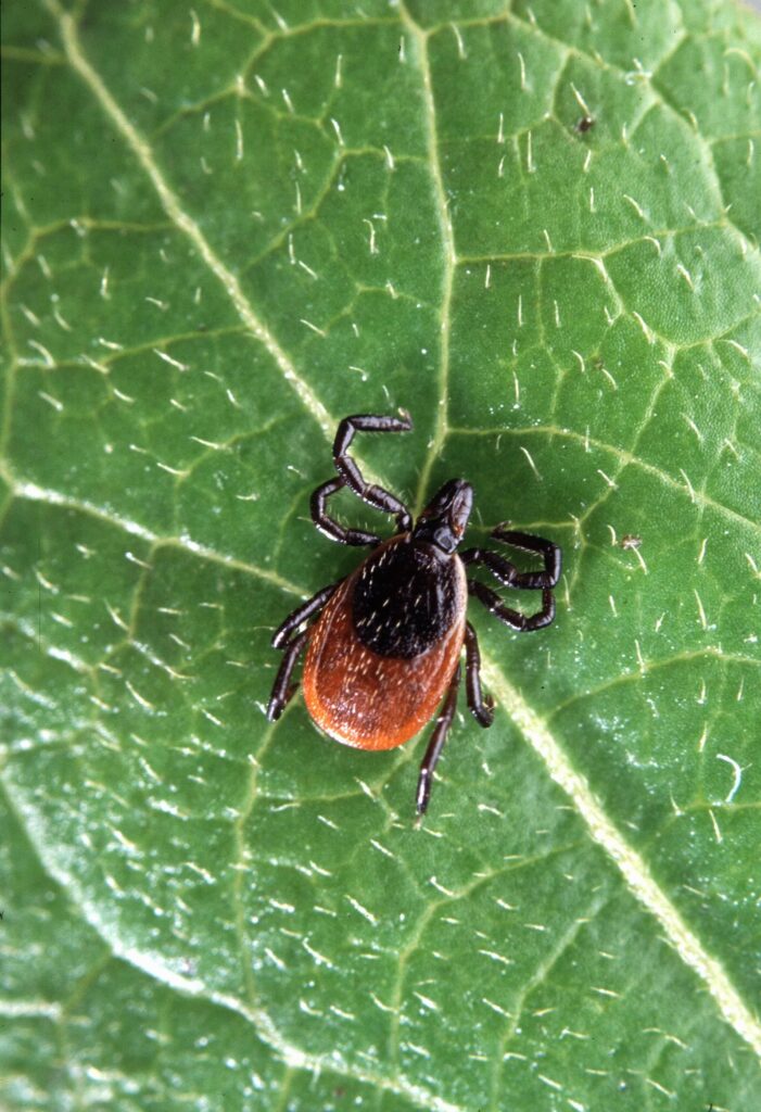 Tick control in yards is illustrated in this close-up image of a tick resting on a green leaf, showing its dark body, reddish abdomen, and eight legs—highlighting how easily ticks blend into garden vegetation and why effective yard management is essential for prevention.