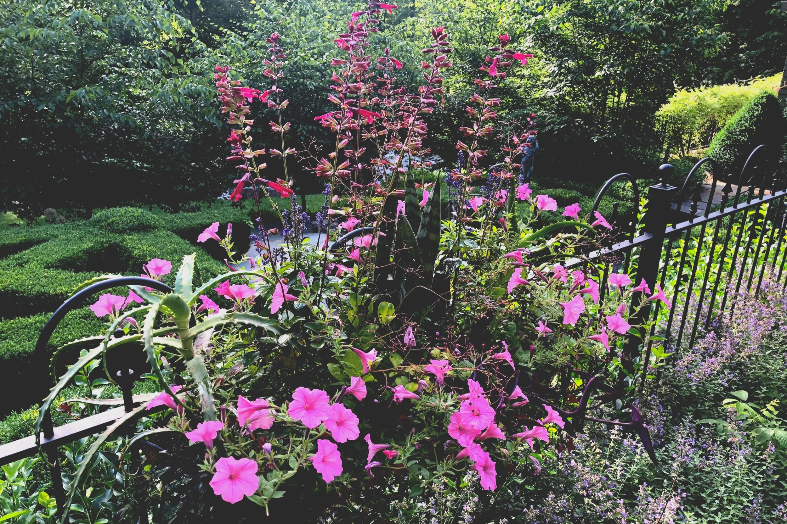 This image shows a lush garden border filled with Flowers That Bloom All Summer Long, creating a vibrant and layered display of color and texture. Bright pink, trumpet-shaped flowers dominate the foreground, spilling gracefully over a black metal fence and softening its structure. Tall flowering spikes rise above the lower blooms, adding vertical interest and movement, while smaller purple and lavender flowers fill in the gaps near the ground. The foliage is dense and healthy, with a mix of leaf shapes and shades of green that enhance the richness of the scene. In the background, neatly trimmed hedges and mature trees frame the planting, giving the garden a sense of depth and balance. Overall, the image captures a well-designed summer garden that looks abundant, lively, and continuously in bloom.